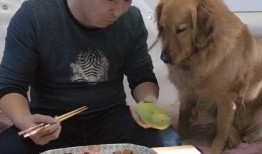 上海吃瓜金毛,揭秘网红宠物的魅力与争议