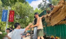 安徽学校吃瓜,揭秘校园里的那些“秘密”与趣闻