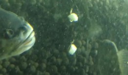 小鱼吃瓜的视频,揭秘网络红人的爆红之路