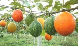 吃吊瓜呕吐,美味与不适的奇妙碰撞