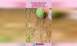 钓鱼人带你吃瓜,吃瓜背后的故事与真相