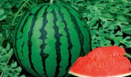 羽子吃瓜,揭秘娱乐圈幕后故事