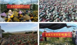 吃瓜群基地,网络社交新现象背后的故事