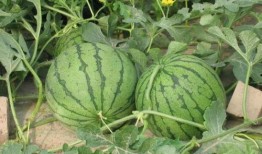 吃西瓜吃瓜种好吗,吃瓜乐趣与种植收获的双重体验