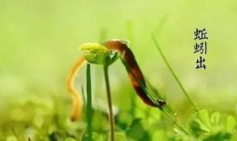 吃王瓜,探寻民间特色美食的奥秘