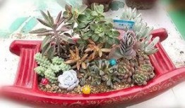 无敌多肉吃瓜,吃瓜乐趣无限