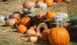 吃瓜的贬义词,揭秘“吃瓜群众”背后的讽刺与偏见