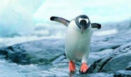 企鹅号吃瓜乐园,揭秘娱乐圈那些不为人知的幕后故事