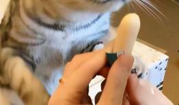 看猫猫吃几口瓜,萌态百出，瓜香四溢