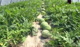 临安人最近吃瓜视频