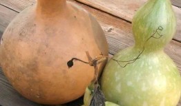 吃甜的瓜感觉苦,揭秘吃甜瓜的奇妙口感之旅