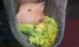 小崽子吃瓜,揭秘娱乐圈的甜蜜与苦涩