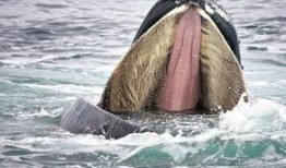 蓝鲸视频吃瓜,揭秘娱乐圈幕后真相