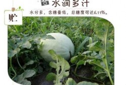 日记吃三白瓜,日记中的三白瓜美味之旅