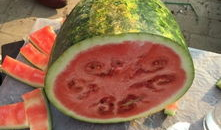 吃瓜日照,探寻吃瓜者的日照之旅