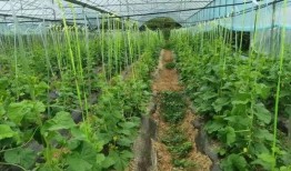 高岭吃瓜,揭秘娱乐圈背后的秘密与真相