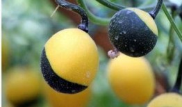 新鲜吊瓜怎么吃,探索美味与健康的完美结合