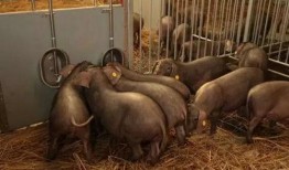 吃瓜猪小妹特效,趣味特效下的欢乐盛宴