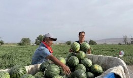 各个国家吃瓜,风味独特的国民美食探索