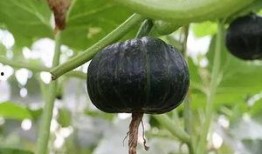 瓜栗果实会吃坏肚子吗,美味还是隐患？揭秘食用风险与注意事项