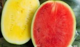 高岭吃瓜,揭秘娱乐圈背后的秘密与真相