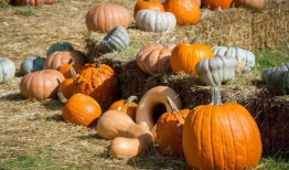 河南禹州吃瓜,探寻河南禹州特色美食之旅