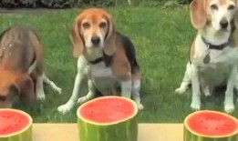 别笑大挑战吃瓜,吃瓜群众的趣味狂欢