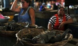 尼加拉瓜吃啥,探寻加勒比海岸的独特风味