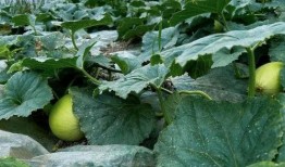 吃松瓜,探寻清新口感与营养价值的完美融合