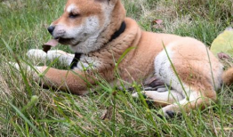 土狗吃瓜吃糖视频,趣味横生的日常生活瞬间