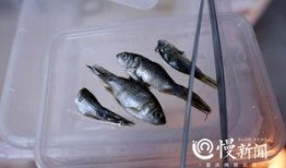 小鱼吃瓜的视频,揭秘网络红人的爆红之路