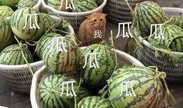 什么叫冲浪吃瓜,揭秘网络热点背后的真相与趣味