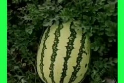 吃瓜群基地,网络社交新现象背后的故事