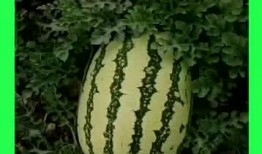 吃瓜群基地,网络社交新现象背后的故事