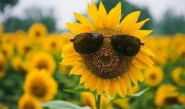 吃瓜葵花籽,葵花籽香飘四溢