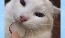 小崽子吃瓜,揭秘娱乐圈的甜蜜与苦涩