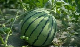 吃我想吃的瓜,揭秘我最爱的那些美味瓜果