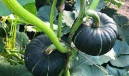 瓜栗果实会吃坏肚子吗,美味还是隐患？揭秘食用风险与注意事项