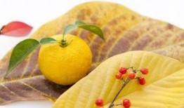 柚子吃瓜的视频,趣味横生，带你领略美食与娱乐的完美融合