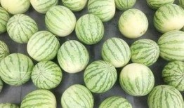 真的不能随便吃瓜,揭秘网络“吃瓜”背后的真相与风险